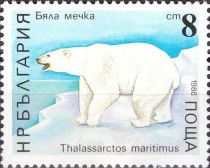 Polar Bear (Ursus maritimus)