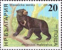 Sun Bear (Helarctos malayanus)