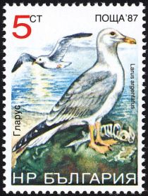 Herring Gull (Larus argentatus)