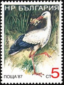 White Stork (Ciconia ciconia)