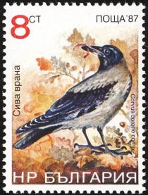 Hooded Crow (Corvus corone cornix)