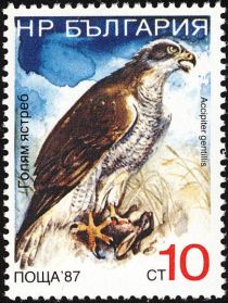 Northern Goshawk (Accipiter gentilis)