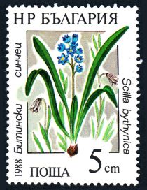 Bithynian Squill (Scilla bithynica)