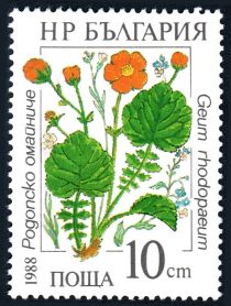 Geum rhodopaeum