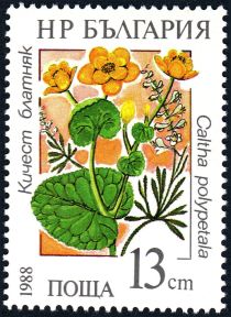 Marsh marigold