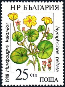 Fringed water-lily (Nymphoides peltata)