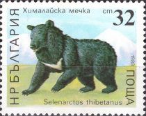 Asian Black Bear (Selenarctos thibetanus)