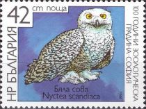 Snowy Owl (Nyctea scandiaca)