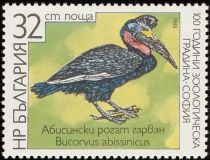 Abyssinean Ground Hornbill (Bucorvus abyssinicus)