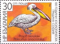 Rosy Pelican (Pelecanus onocrotalus)