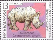 White Rhinoceros (Ceratotherium simum)