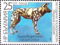 African Wild Dog (Lycaon pictus)