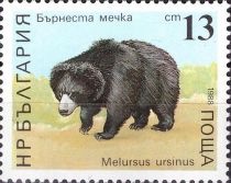 Sloth Bear (Melursus ursinus)