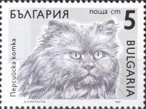 Persian (Felis silvestris catus)