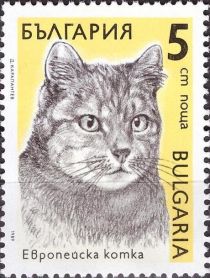 European Domestic Cat (Felis silvestris catus)