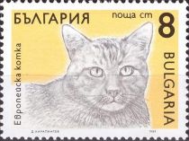 European Domestic Cat (Felis silvestris catus)