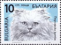 Persian (Felis silvestris catus)