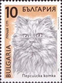 Persian (Felis silvestris catus)