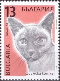 Siamese Cat (Felis silvestris catus)