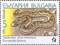 Turkish Javelin Sandboa (Eryx jaculus turcicus)