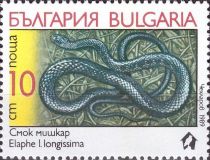 Aesculapian Snake (Elaphe longissima)