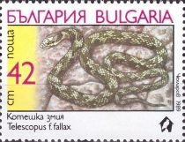 European Cat Snake (Telescopus fallax)