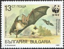 Greater Horseshoe Bat (Rhinolophus ferrumequinum)