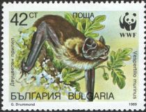 Eurasian Particolored Bat (Vespertilio murinus)