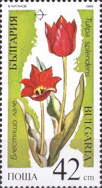 Tulipa splendens