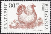 Hen, Chicks (Gallus gallus domesticus)