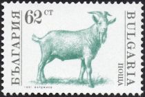 Goat (Capra hircus)