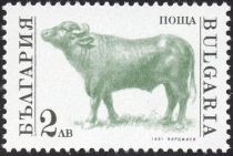 Bull (Bos primigenius taurus)