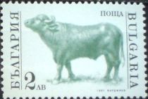 Bull (Bos primigenius taurus)