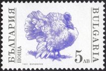 Domesticated Turkey (Meleagris gallopavo)