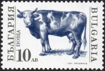 Domestic Cow (Bos primigenius taurus)