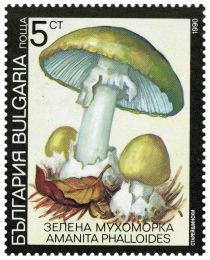 Death cap (Amanita phalloides)