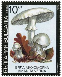 Fool's mushroom (Amanita verna)