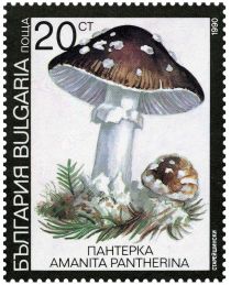 Panther cap (Amanita pantherina)