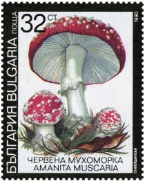 Fly agaric (Amanita muscaria)