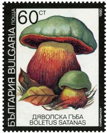 Satan's mushroom (Rubroboletus satanas)