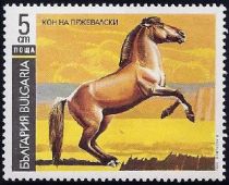 Przewalski's Horse (Equus ferus przewalskii)