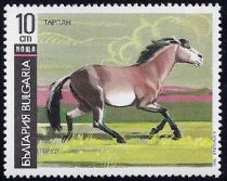 Tarpan (Equus ferus ferus)