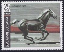 Arabian Horse (Equus ferus caballus)