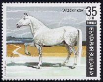 Arabian Horse (Equus ferus caballus)