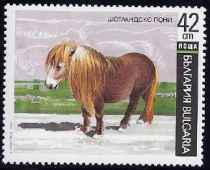 Shetland Pony (Equus ferus caballus)