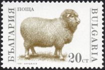 Domestic Sheep (Ovis ammon aries)