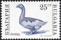 Domestic Goose (Anser anser domestica)