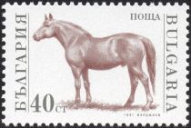 Horse (Equus ferus caballus)