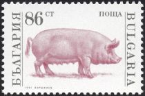 Domestic Pig (Sus scrofa domestica)