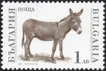 Donkey (Equus asinus asinus)